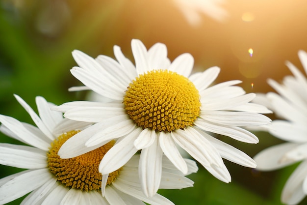 White daisy flower plant in summer in the nature