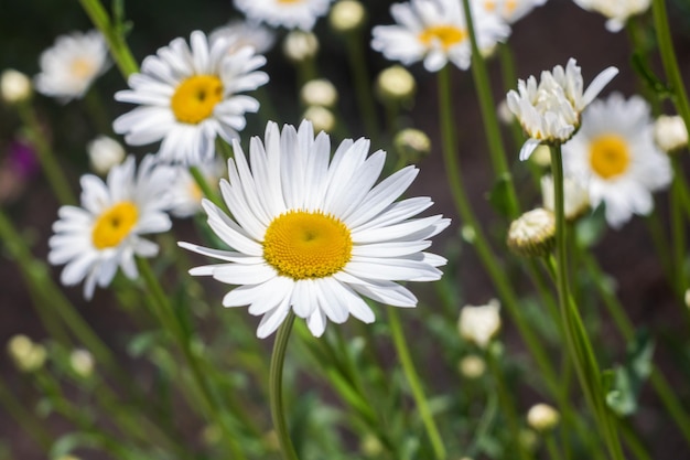 White daisy flowers close up copy space