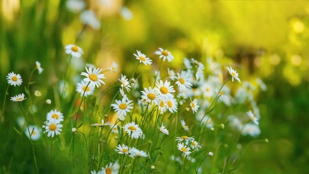 White daisy flowers in a garden. 