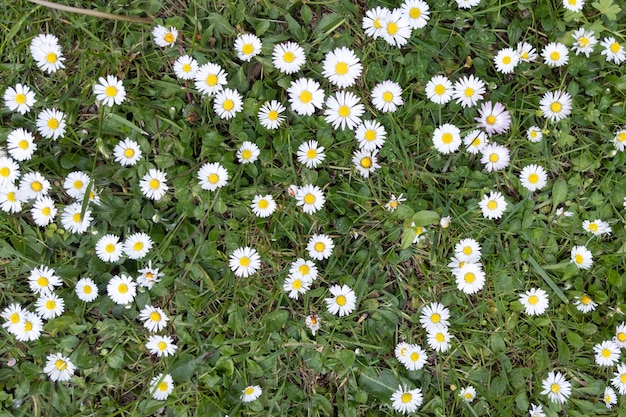 White daisy flowers herb in floral abstract nature green field garden background