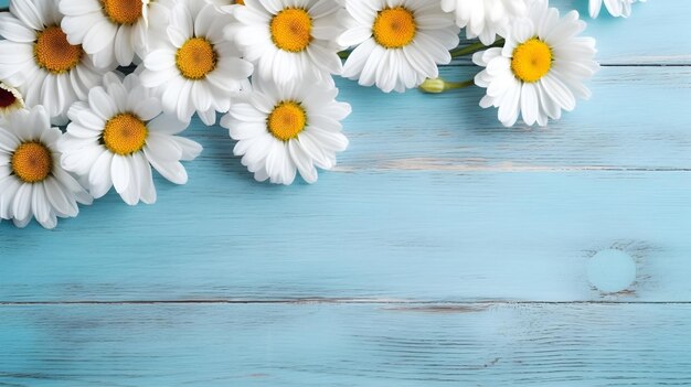 white daisy flowers on light blue wooden background