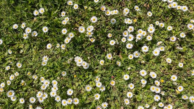 White daisy flowers in sunny day floral abstract nature green field garden background