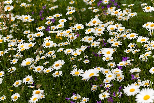 White daisy flowers