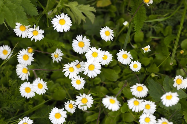 White daisy on green field