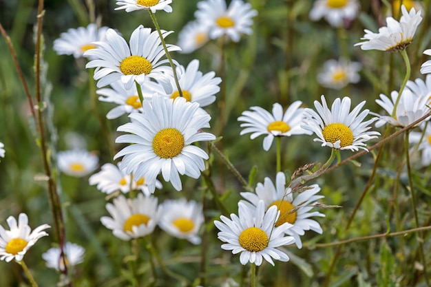 White daisy in nature