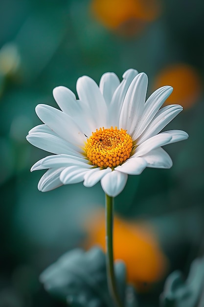 a white daisy with a bee on it