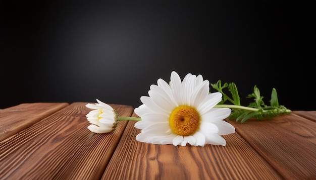 a white daisy with a yellow center and a black background