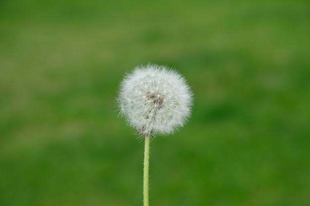 White dandelion in the field Dandelion