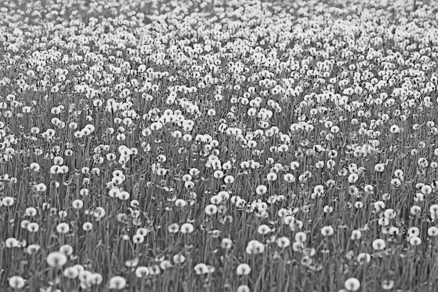 white dandelion field / fluff flies, dandelion seeds, summer, wild flowers in the field, landscape seasonal nature