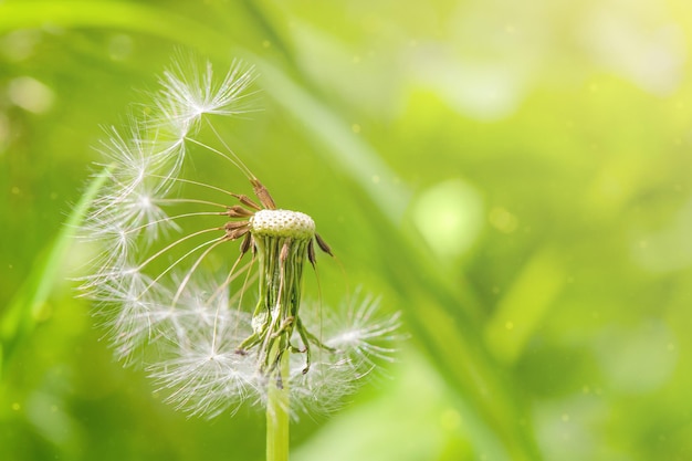 white dandelion on a green background macro