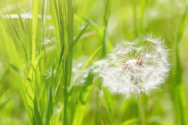 white dandelion in a green meadow