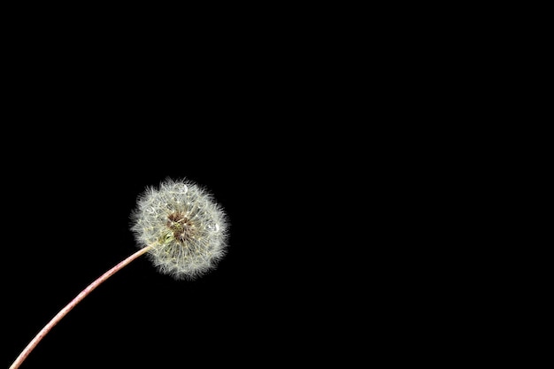 White dandelion with drop of dew on a black background Overlay