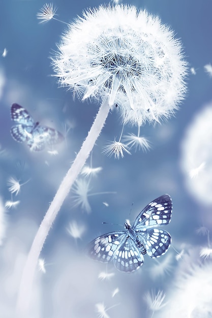 White dandelions and butterflies on a blue background Soft focus Summer natural macro floral background