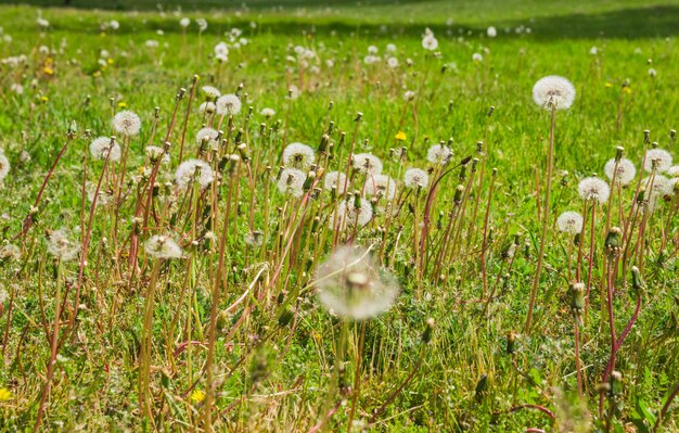 Photo white dandelions in the field on the spring shiny day many white dandelions on the green lawn