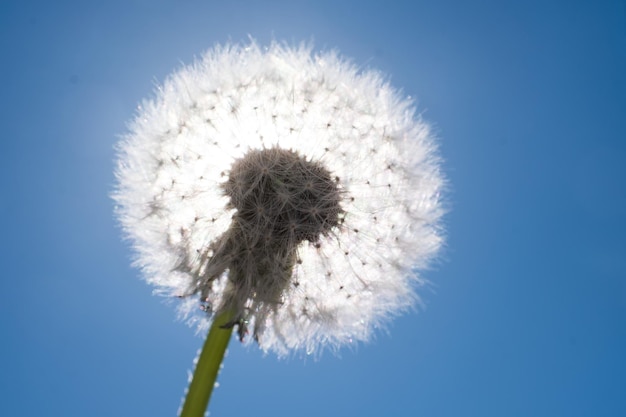 White dandellion in bright sunlight on blue sky Taraxacum