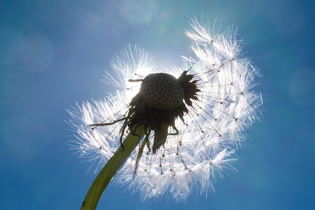 White dandellion in bright sunlight on blue sky Taraxacum