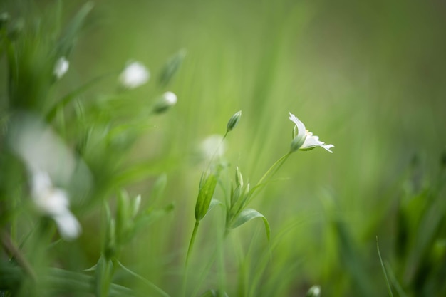 White delicate forest flowers on the lawn