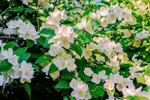 White delicate jasmine flowers on a background of dark green foliage