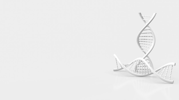 The white dna on white background for science or medical  concept 3d rendering