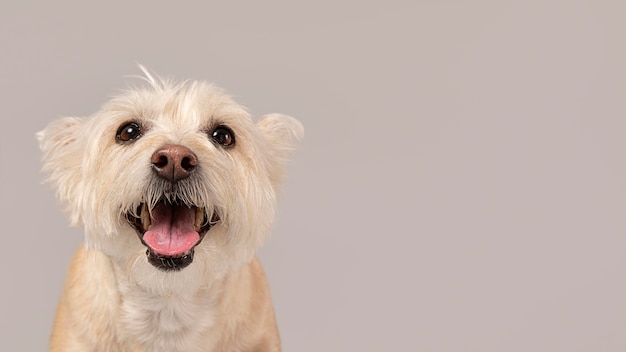 White dog being cute in a studio