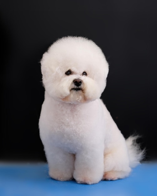 White dog Bishop Frieze is shorn according to the breed standard vertical studio photo