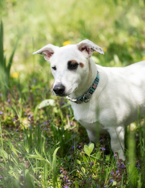 White dog breed Jack Russell Terrier in the garden