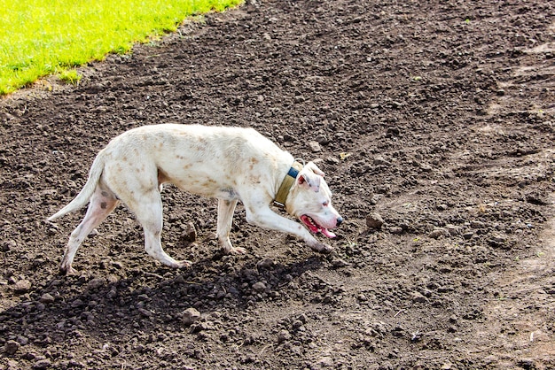 White dog of breed pitbull runs through the field 