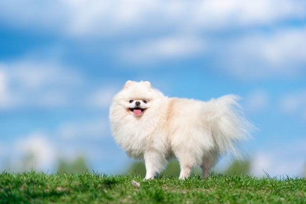 White dog breed Spitz on green grass on blue cloud sky.