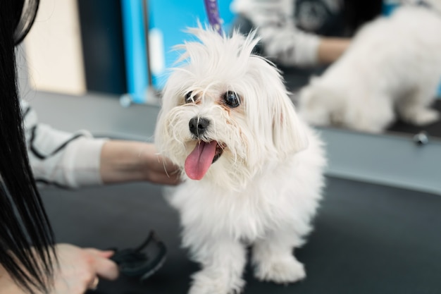 White dog getting a haircut at a barbershop