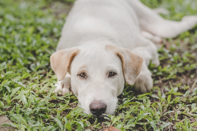 White dog on grass,in a lonely mood,vintage tone.