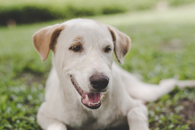 White dog on grass,in a lonely mood,vintage tone.