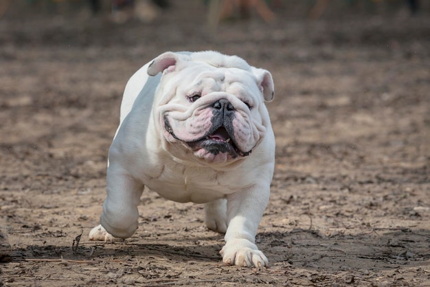 Photo a white dog is running on the dirt with a leash on its mouth