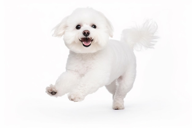 a white dog is running in the white background with a tag on its ear