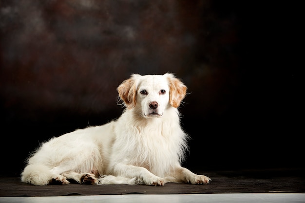 White dog lying on the floor