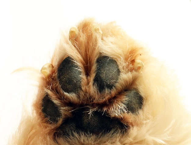 White dog paw with claws closeup isolated on white