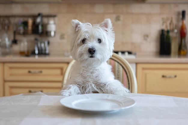 A white dog a pet a West Highland white Terrier sits at a round table in the kitchen