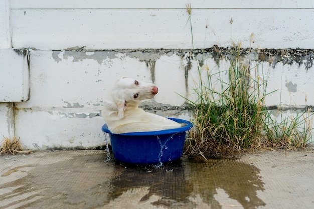 White Dog play in the enameled basin in the hot weather