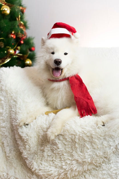 White dog in a red scarf and hat.