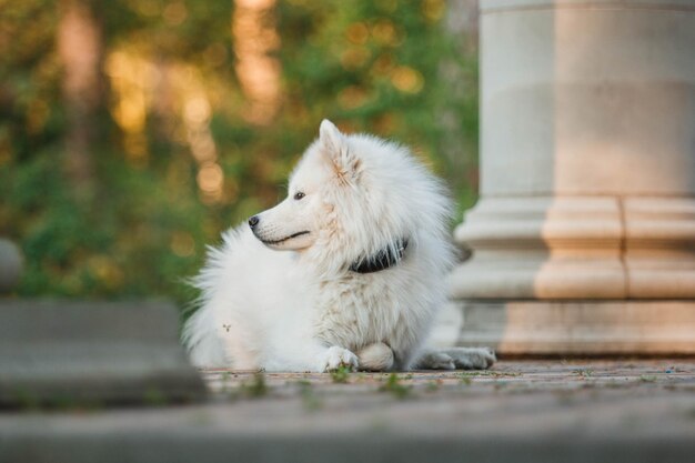 Photo a white dog sits on the ground in the park