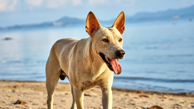 White dog walks on the beach. Koh Phangan. Thailand