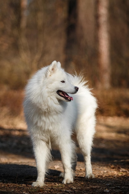 A white dog walks in the woods with its tongue out