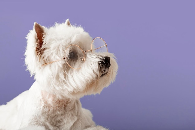 White dog west highland white terrier wearing glasses with hearts on a colored background