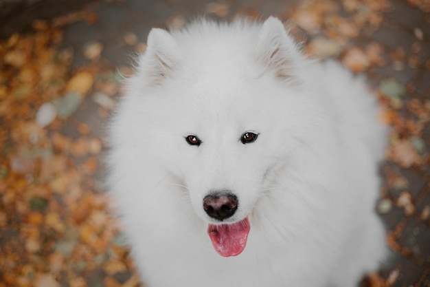 Photo a white dog with black eyes and a pink tongue