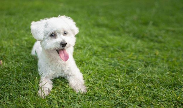 A white dog with a pink tongue is laying in the grass.