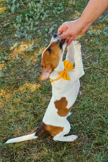 White dog with a Yellow bow tie on the green grass