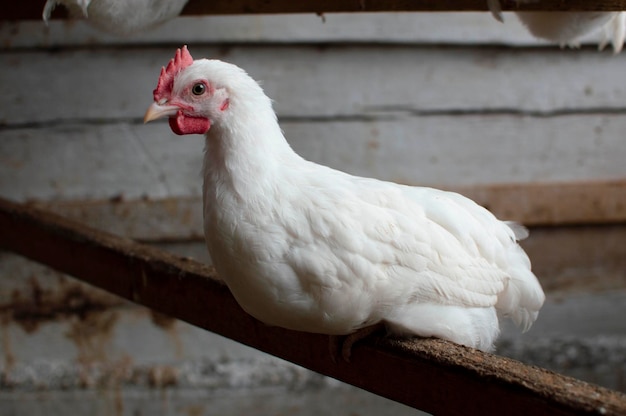 A white domestic chicken is sitting on a hen in a chicken coop