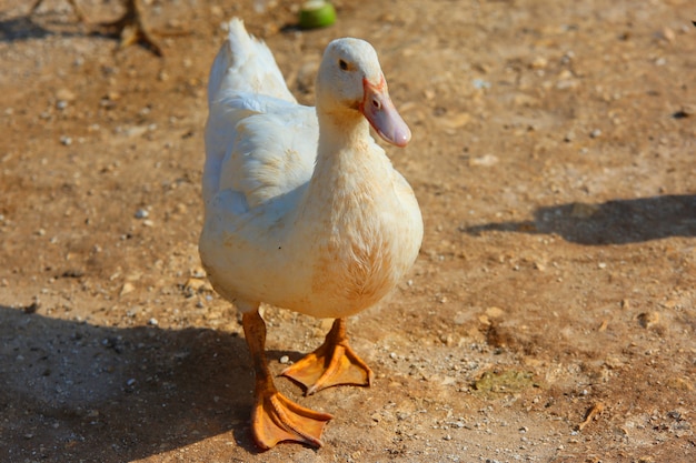 white domestic ducks. The duck is white, in farm