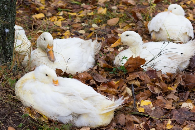 White domestic ducks sitting on ground with leaves outdoor