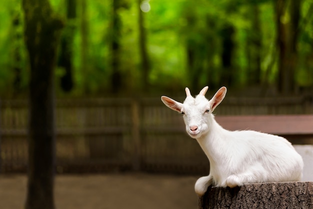 White domestic goat on the farm