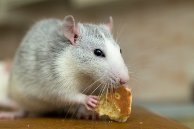 White domestic rat eating bread